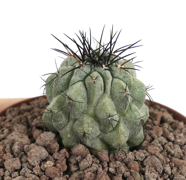 Copiapoa columna-alba X Copiapoa atacmensis seltener sukkulenter Kaktus mit dicken Rippen und langen dunklen Stacheln