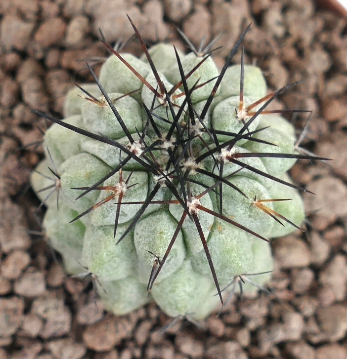 Copiapoa columna-alba X Copiapoa atacmensis Sukkulente Kaktee mit dichten, dunklen Stacheln und abgerundeten Warzen