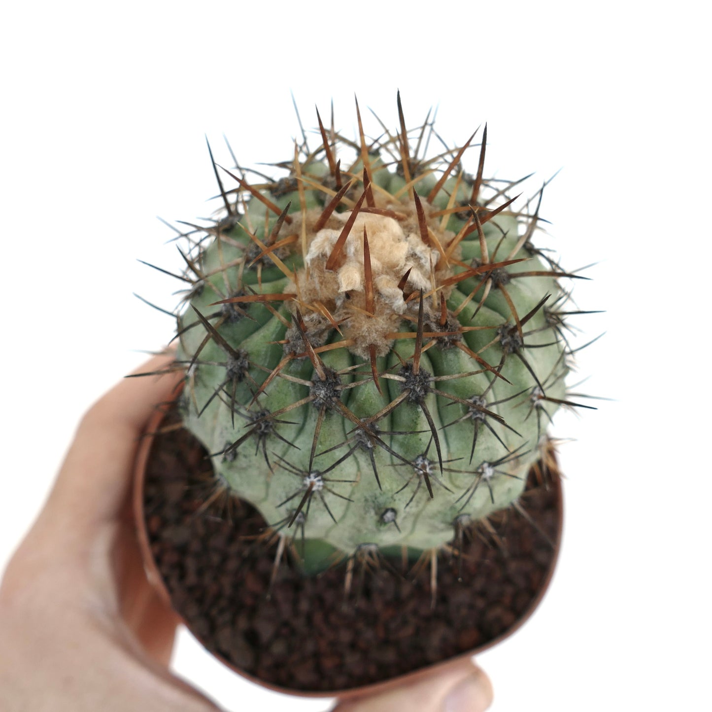 Copiapoa columna-alba X Copiapoa goldii