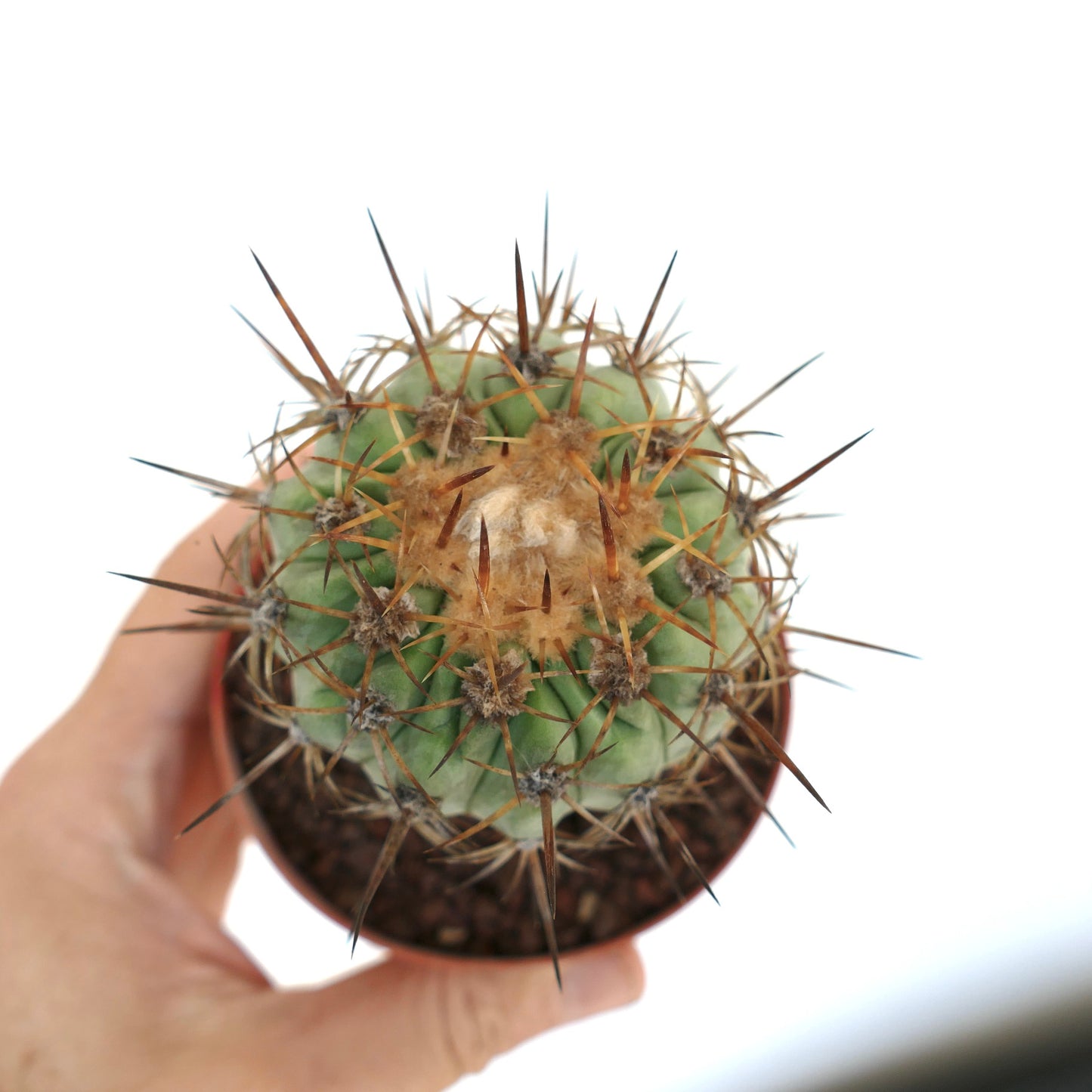 Copiapoa columna-alba X Copiapoa goldii