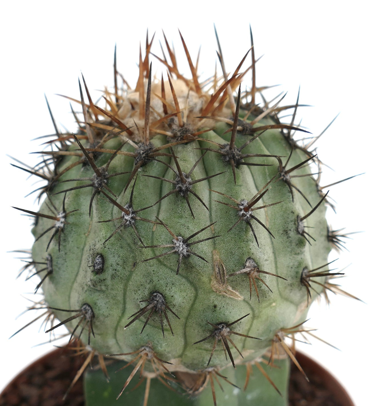 Copiapoa cinerea v.columnu-alba 狐竜丸 刺無し 2 実生から出た珍品