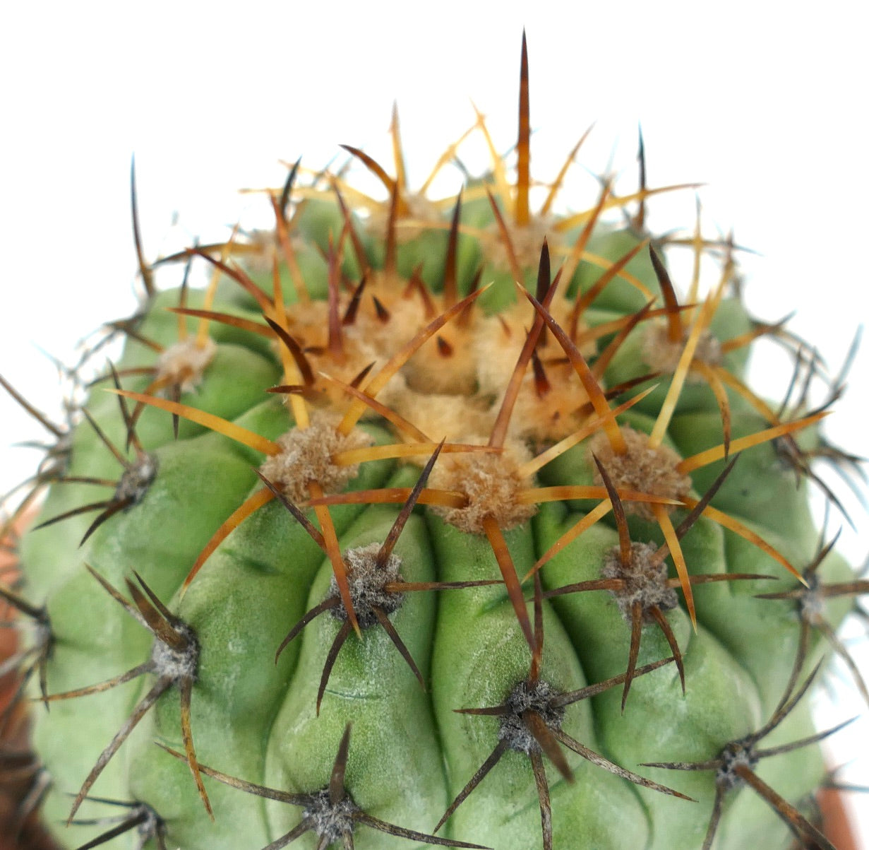 Copiapoa columna-alba X Copiapoa goldii (SHORT SPINES)