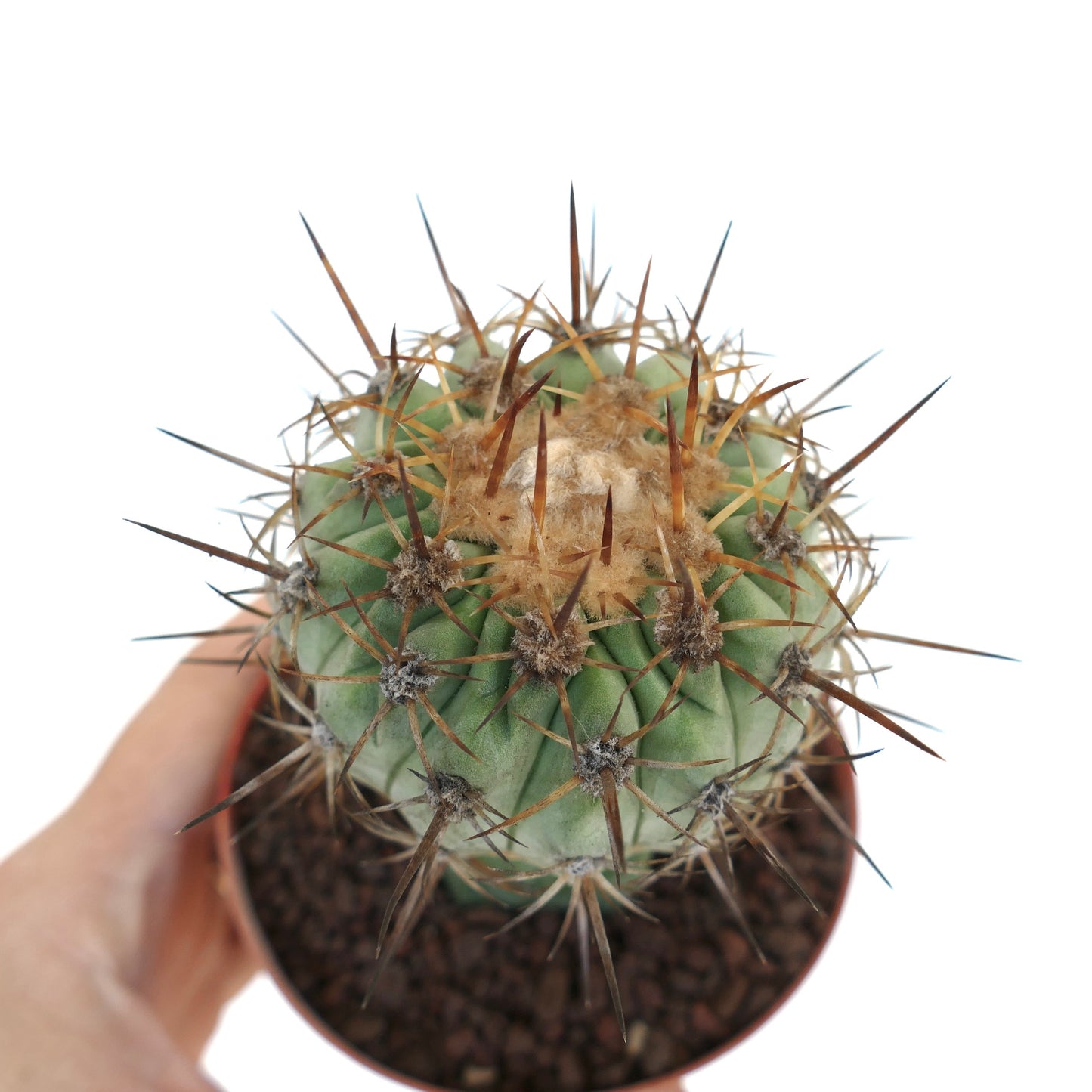 Copiapoa columna-alba X Copiapoa goldii