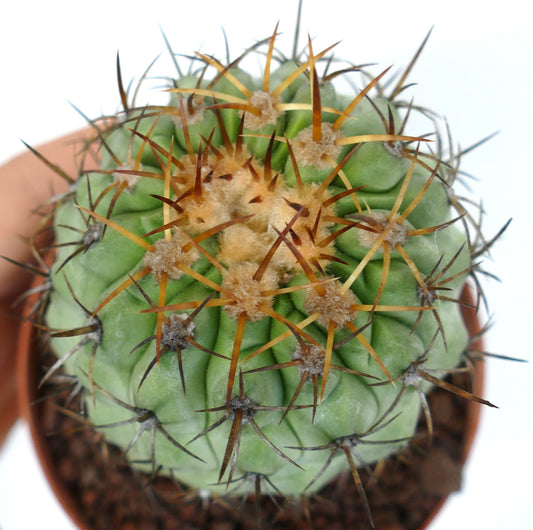 Copiapoa columna-alba X Copiapoa goldii (SHORT SPINES)