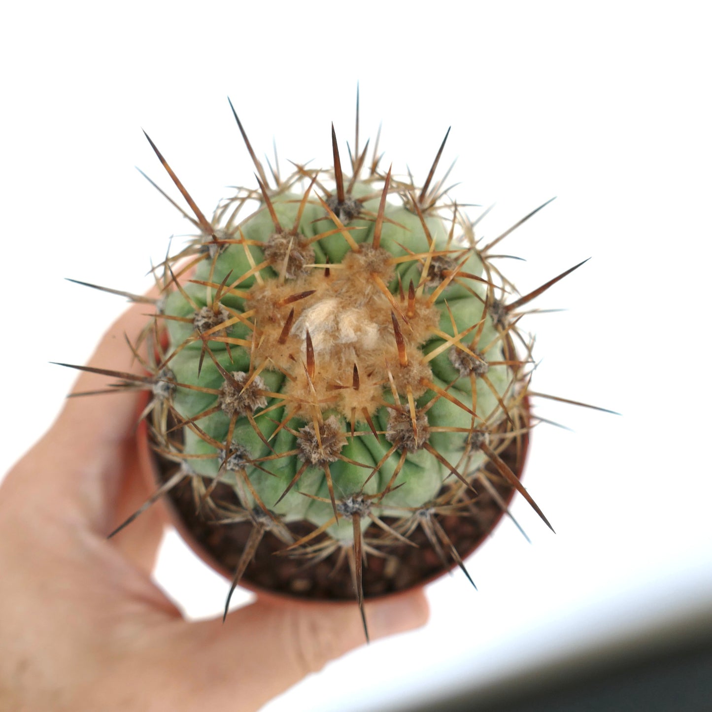 Copiapoa columna-alba X Copiapoa goldii