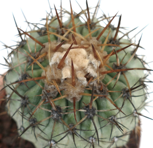 Copiapoa columna-alba X Copiapoa goldii