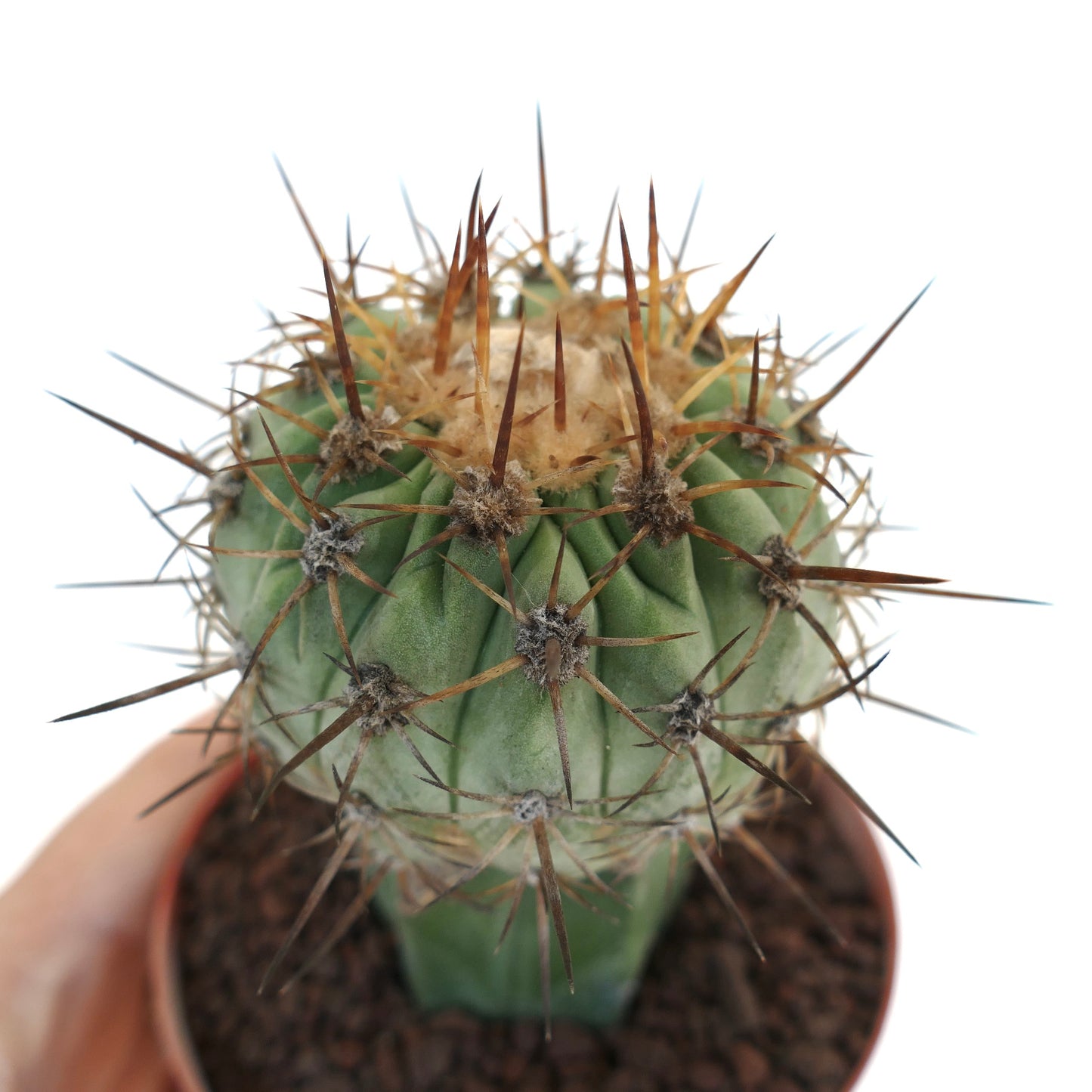 Copiapoa columna-alba X Copiapoa goldii