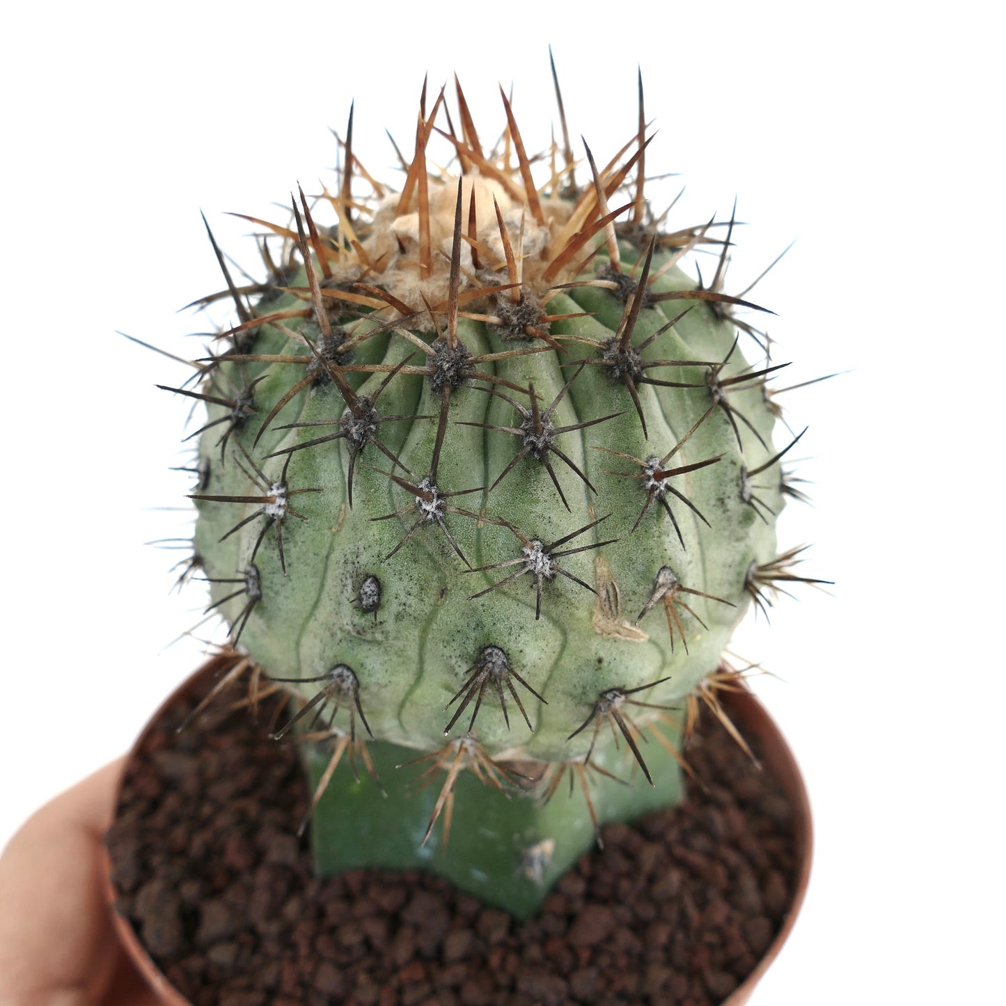 Copiapoa columna-alba X Copiapoa goldii