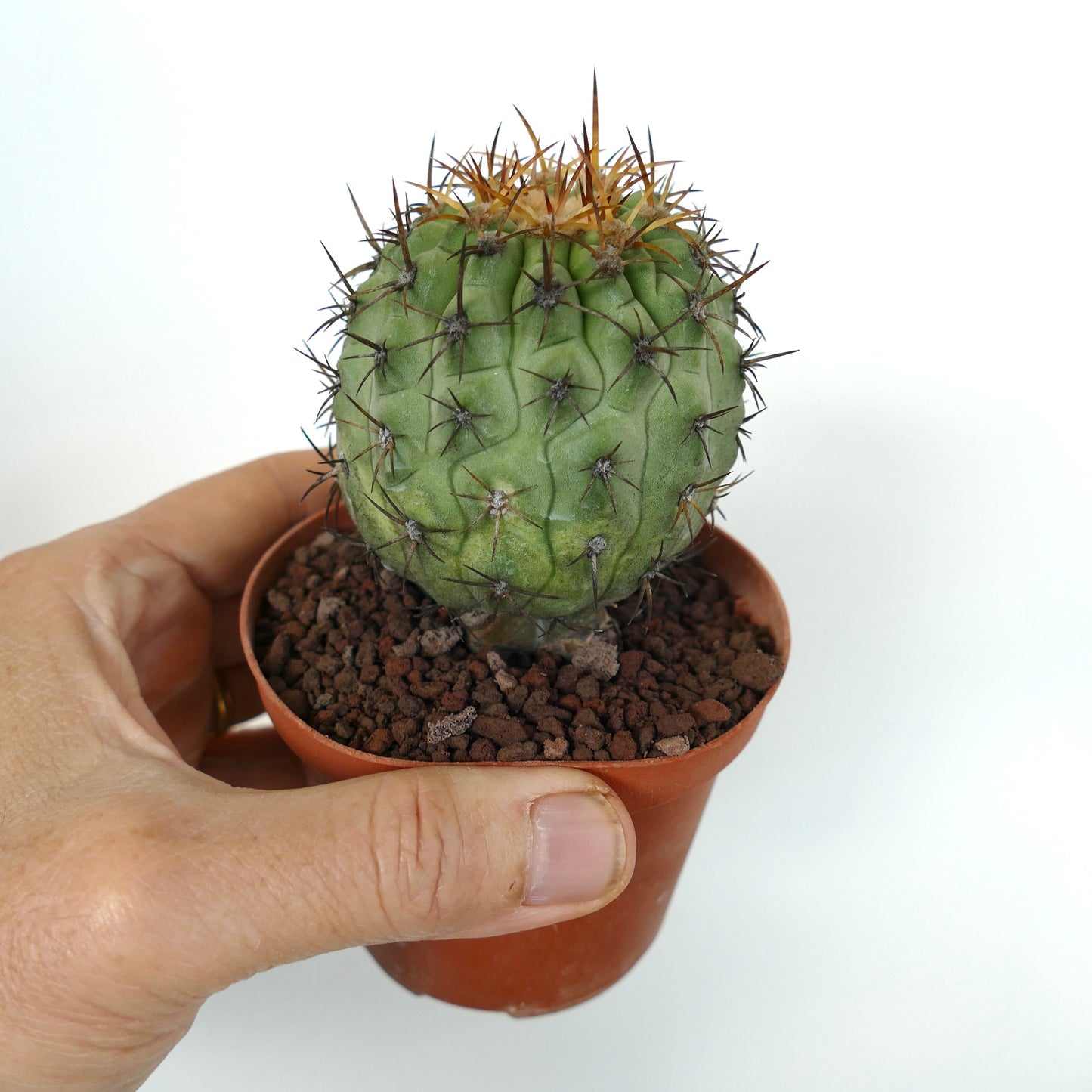 Copiapoa columna-alba X Copiapoa goldii (SHORT SPINES)