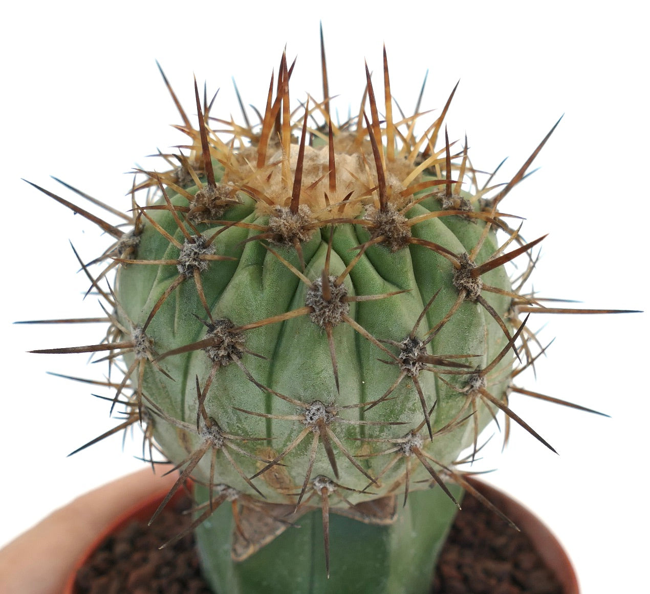 Copiapoa columna-alba X Copiapoa goldii