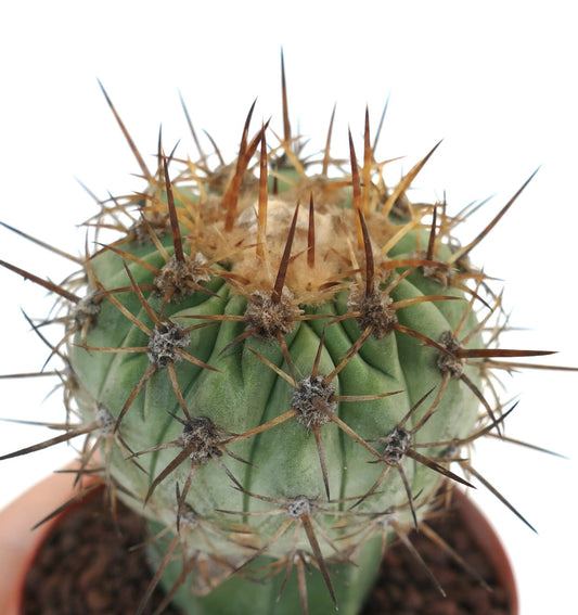 Copiapoa columna-alba X Copiapoa goldii