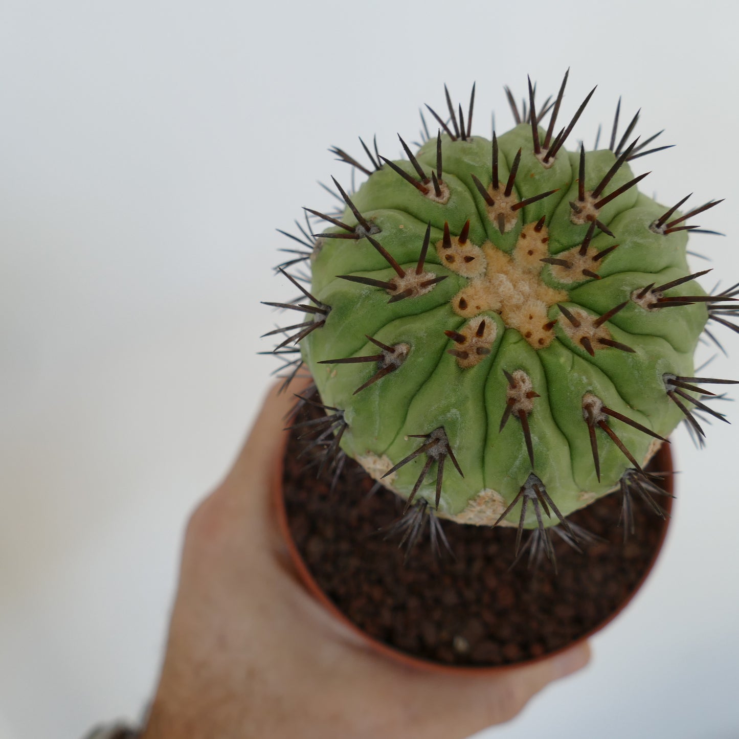 Copiapoa columna-alba X Copiapoa goldii