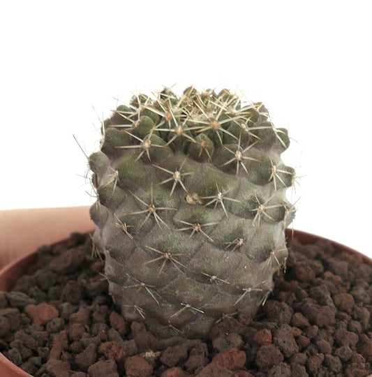 Copiapoa columna-alba X Copiapoa tenuissima kleine sukkulente Kaktee mit dichten Stacheln und strukturiertem grünem Stängel