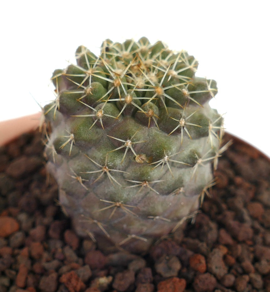 Piccolo cactus succulento Copiapoa columna-alba X Copiapoa tenuissima con spine dense e forma arrotondata