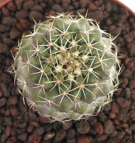 Copiapoa columna-alba X Copiapoa tenuissima piccolo cactus succulento rotondo con spine bianche