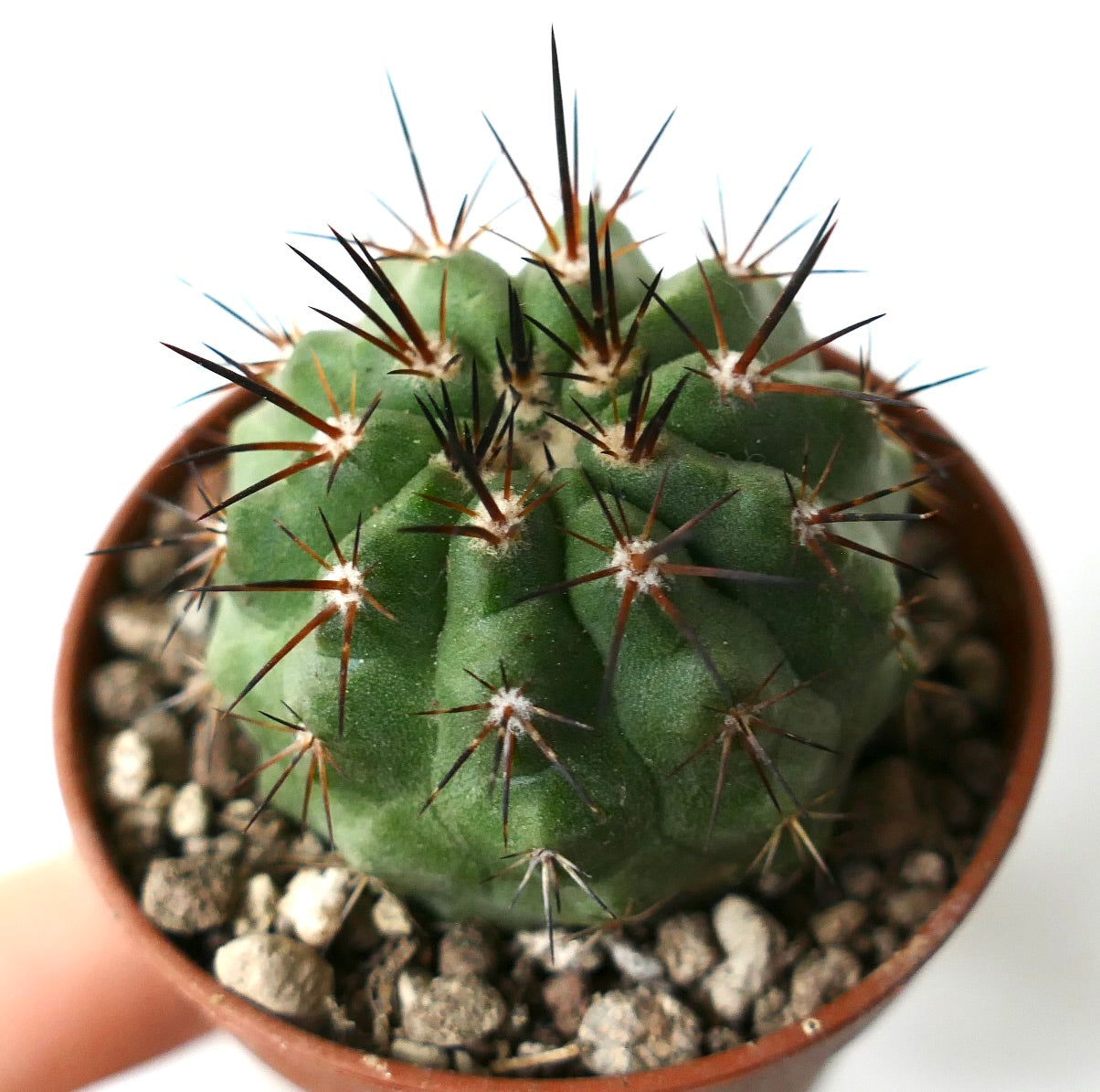Copiapoa columna-alba X cinerea var. dealbata small green cactus with long dark spines and textured surface