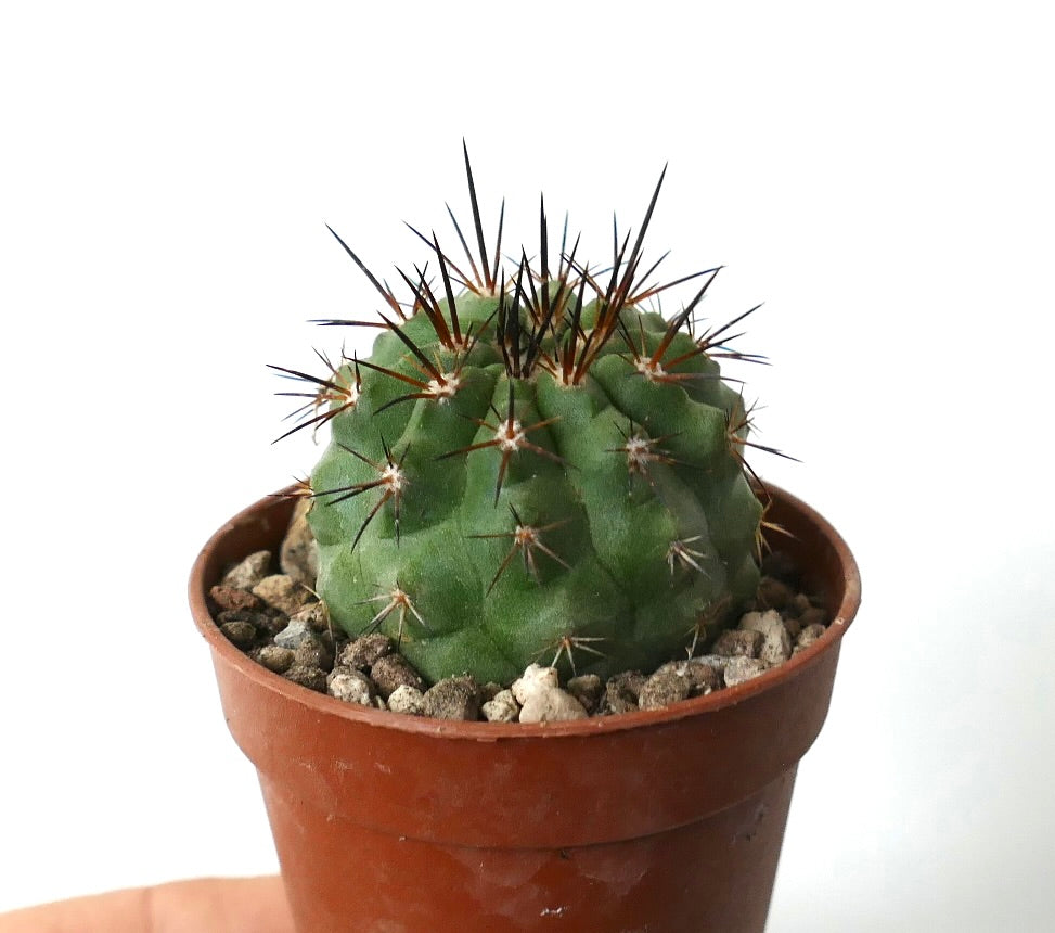 Copiapoa columna-alba X cinerea var. dealbata small green cactus with sharp dark spines in terracotta pot