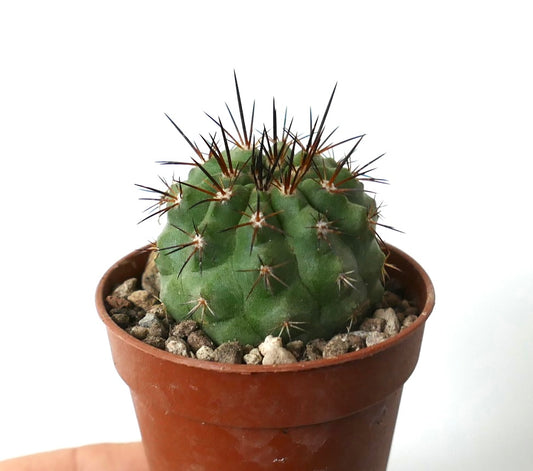 Copiapoa columna-alba X cinerea var. dealbata small green cactus with sharp dark spines in terracotta pot
