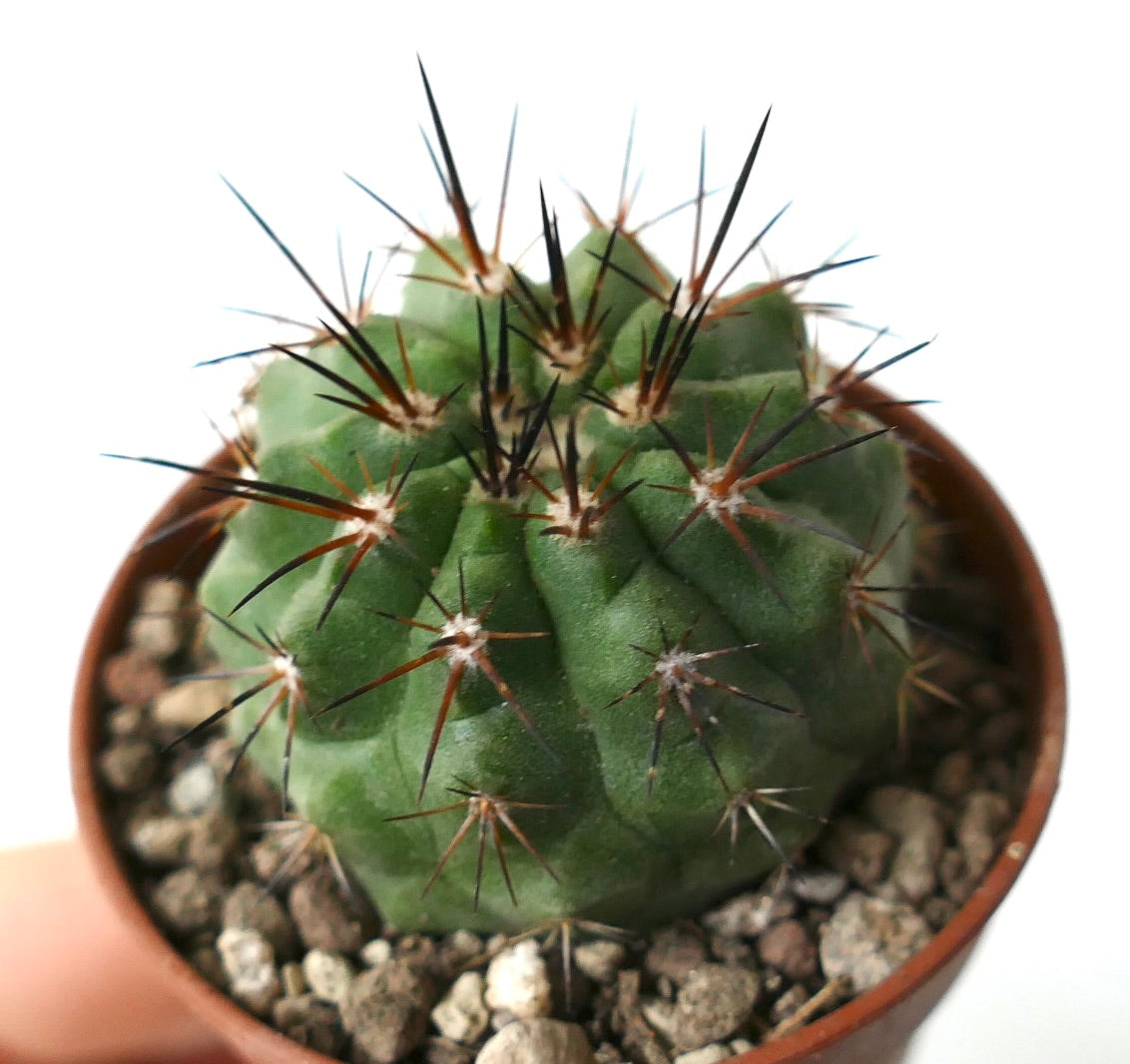 Copiapoa columna-alba X cinerea var. dealbata small green cactus with long sharp black and brown spines