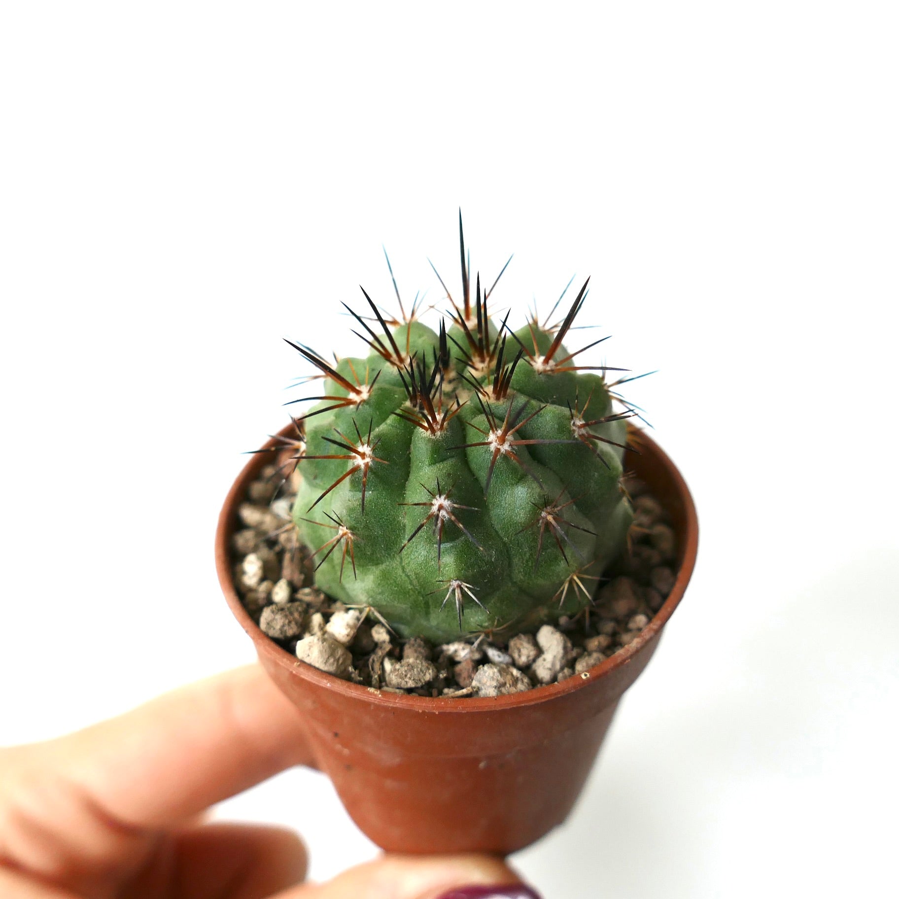 Copiapoa columna-alba X cinerea var. dealbata small green cactus with sharp dark spines in pot