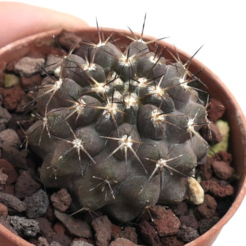 Copiapoa columna-alba X desertorum 28A