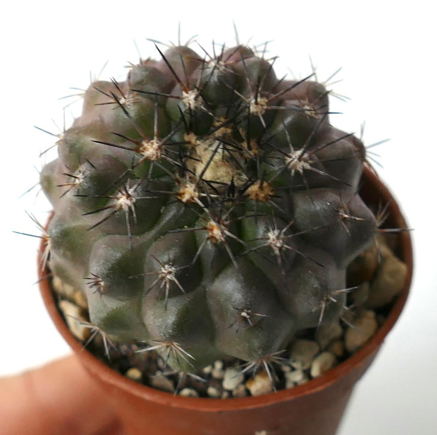 Copiapoa columna-alba X dura dark green succulent cactus with sharp spines in pot