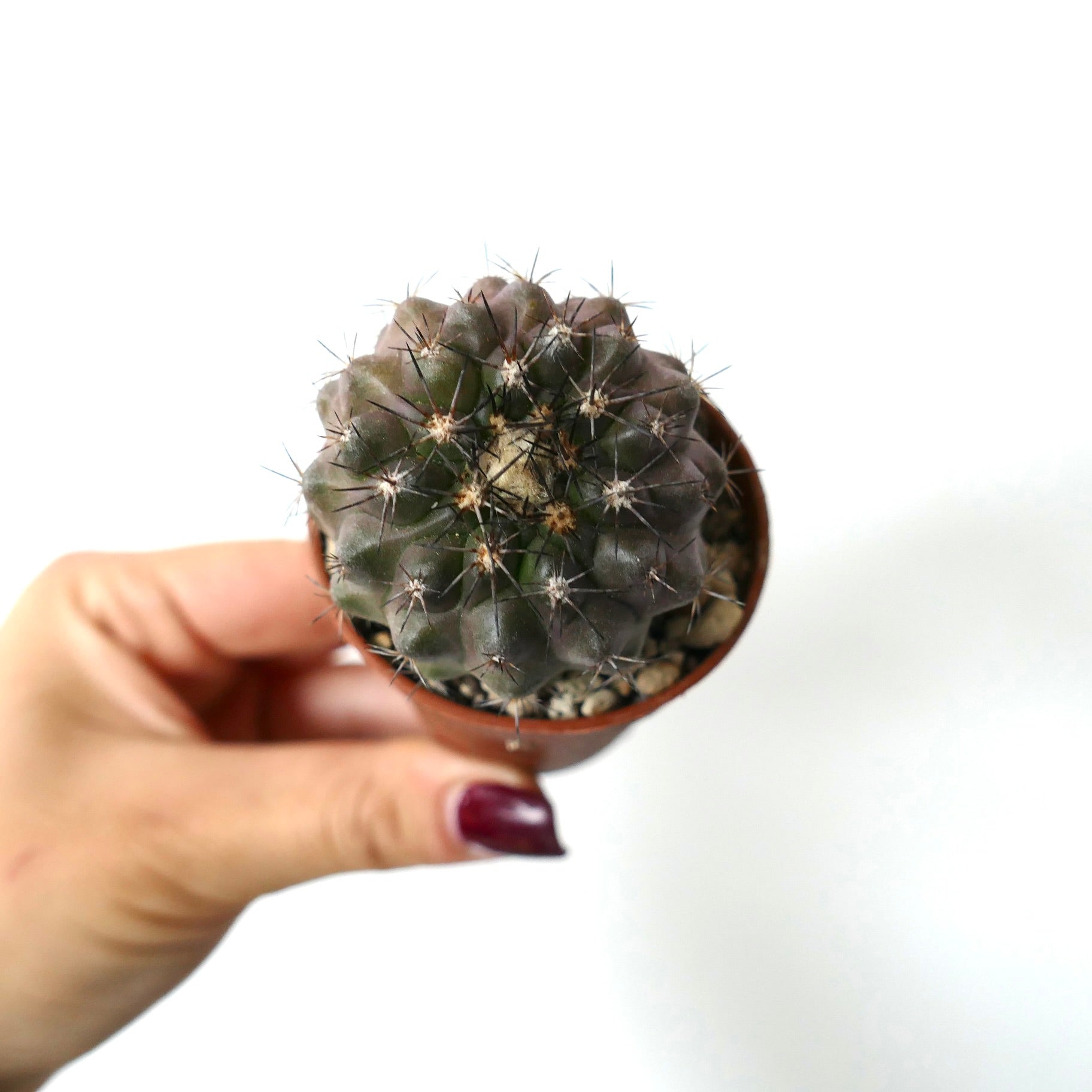 Copiapoa columna-alba X dura small round cactus with dark green body and sharp spines in pot