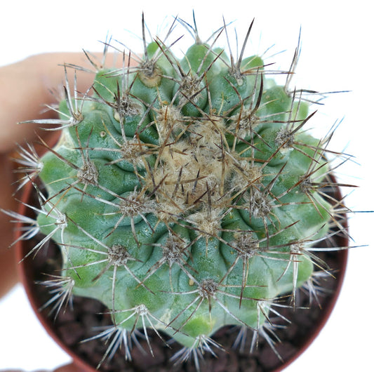 Copiapoa columna-alba X serpentisulcata