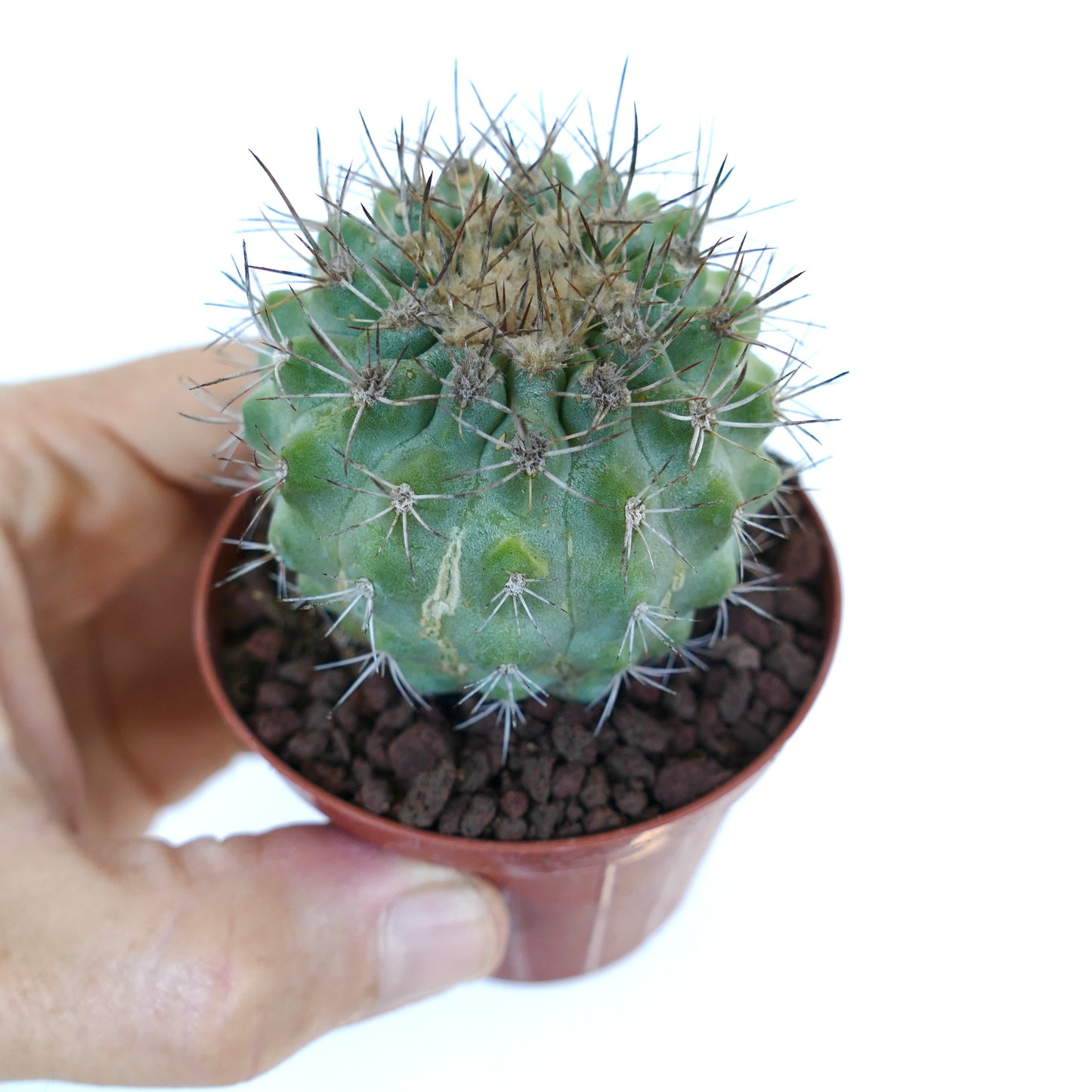 Copiapoa columna-alba X serpentisulcata