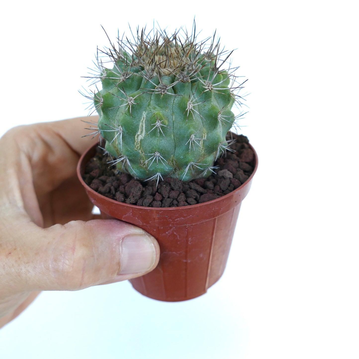 Copiapoa columna-alba X serpentisulcata