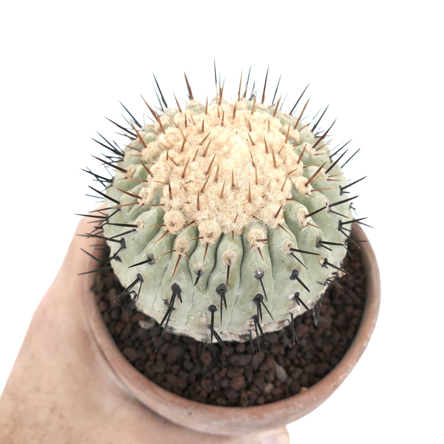 Copiapoa columna-alba