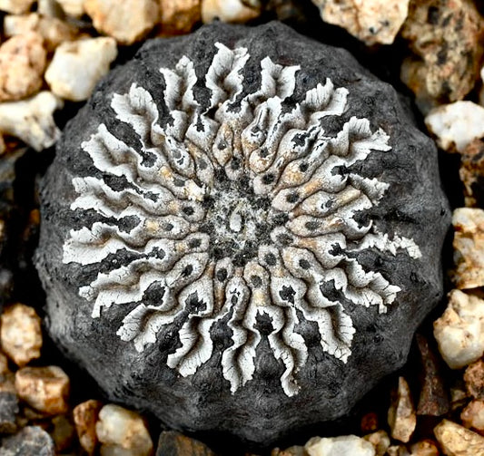 Copiapoa columna-alba rare cactus with textured white ridges and dark base succulent