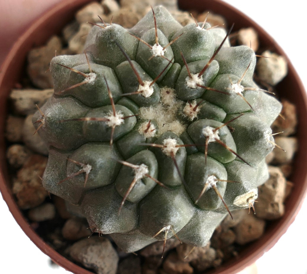 Copiapoa columna-alba x Copiapoa serpentisulcata grey form – Globular cactus with grey-green body, woolly areoles and short dark spines, grown in a terracotta pot with rocky substrate, ideal for rare cactus collectors.