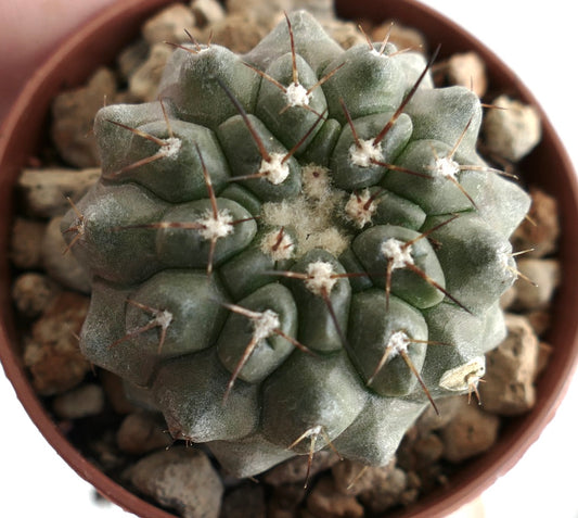 Copiapoa columna-alba x Copiapoa serpentisulcata grey form – Globular cactus with grey-green body, woolly areoles and short dark spines, grown in a terracotta pot with rocky substrate, ideal for rare cactus collectors.