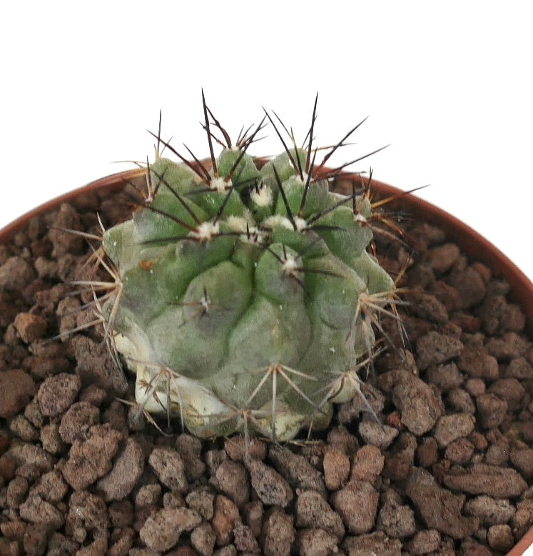 Copiapoa columna-alba x atacamensis pequeño cactus suculento con espinas oscuras prominentes y tubérculos verdes
