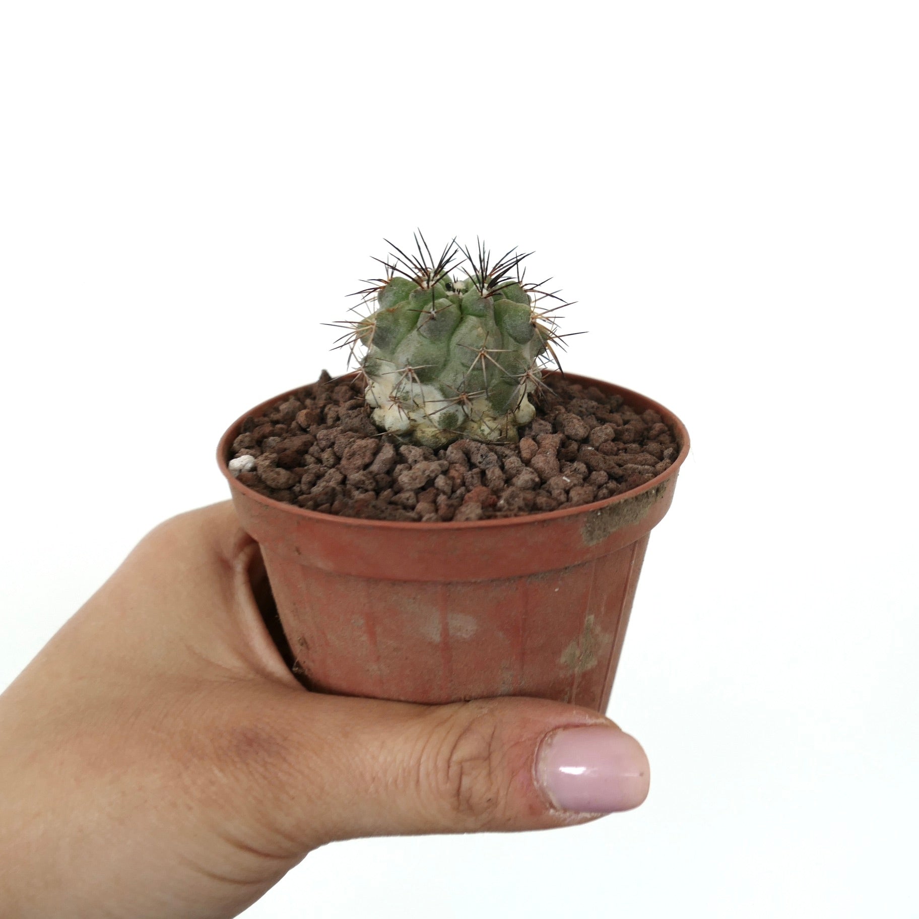 Copiapoa columna-alba x atacamensis pequeño cactus raro con espinas gruesas en maceta marrón