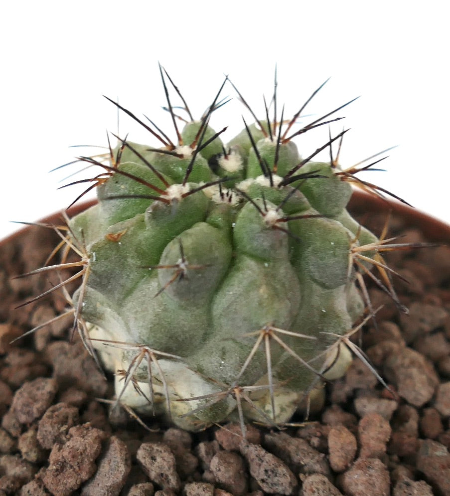 Copiapoa columna-alba x atacamensis raro cactus suculento con espinas gruesas y cuerpo verde texturizado