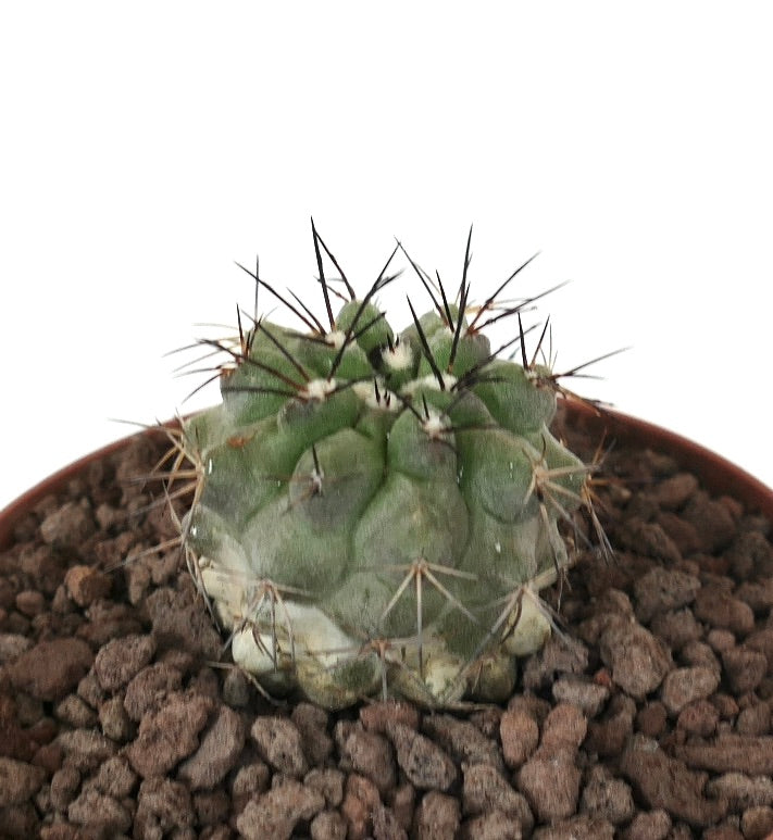 Copiapoa columna-alba x atacamensis raro cactus pequeño con cuerpo verde acanalado y espinas largas y oscuras