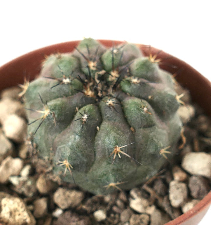 Petit cactus succulent rond Copiapoa columna-alba x cinerea avec des épines foncées et une surface texturée