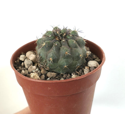 Copiapoa cinerea small round succulent cactus with dark spines in terracotta pot