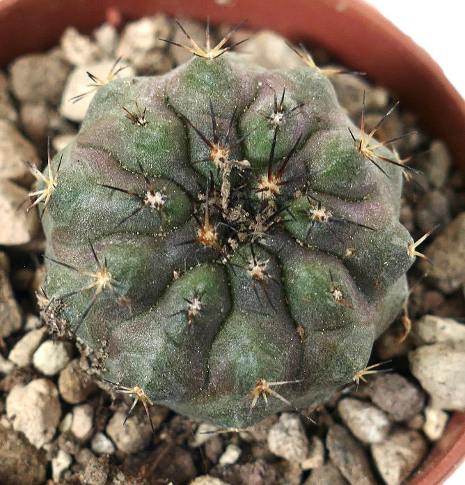 Cactus succulent Copiapoa columna-alba x cinerea avec épines foncées et corps arrondi côtelé en pot