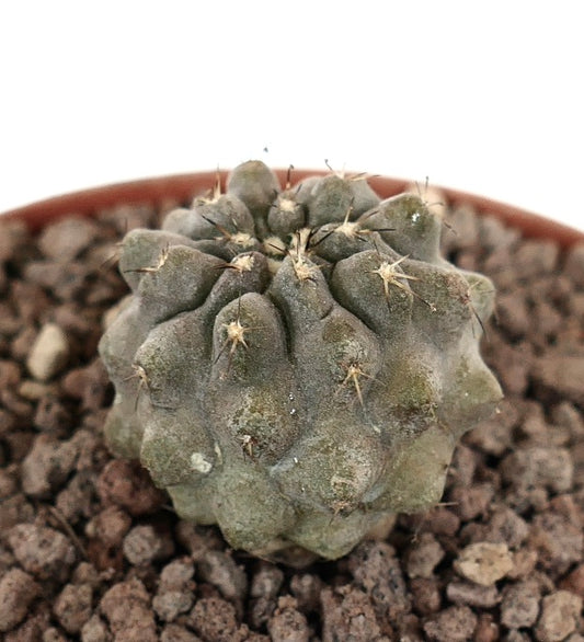 Copiapoa columna-alba x cinerea var. albispina small succulent cactus with grayish tubercles and sparse spines