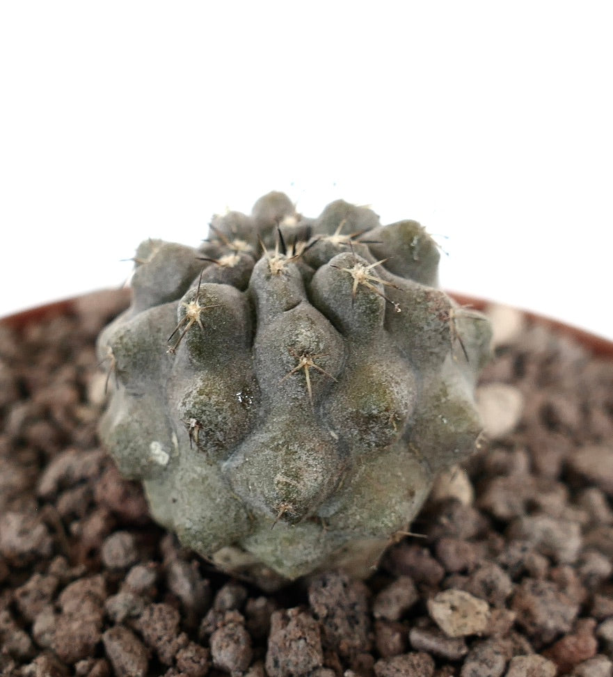 Copiapoa columna-alba x cinerea var. albispina raro cacto suculento com tubérculos arredondados e espinhos curtos