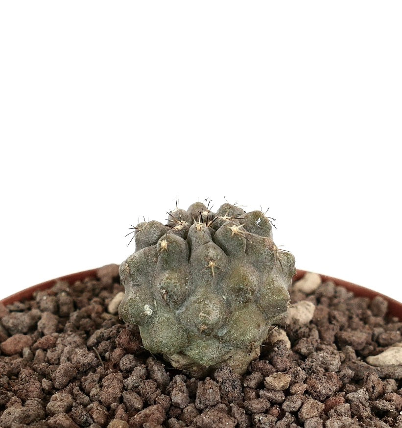Copiapoa columna-alba x cinerea var. albispina pequeno cacto suculento com textura nodosa e espinhos esparsos
