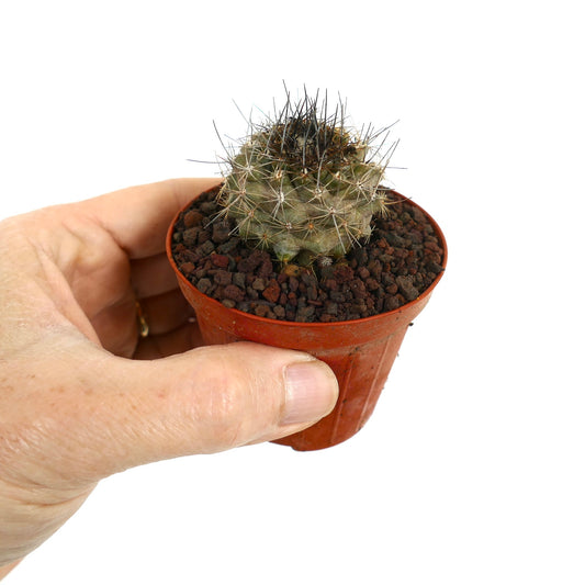 Kleine, rundliche Copiapoa contina x atacmensis Kaktus mit dichtem, dunklem Stachelkleid im Topf