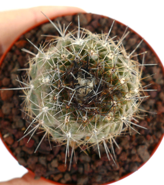 Kleine runde Copiapoa contina X atacmensis Kaktee mit dichten weißen und dunklen Stacheln im Topf