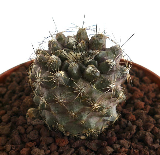 Copiapoa continua