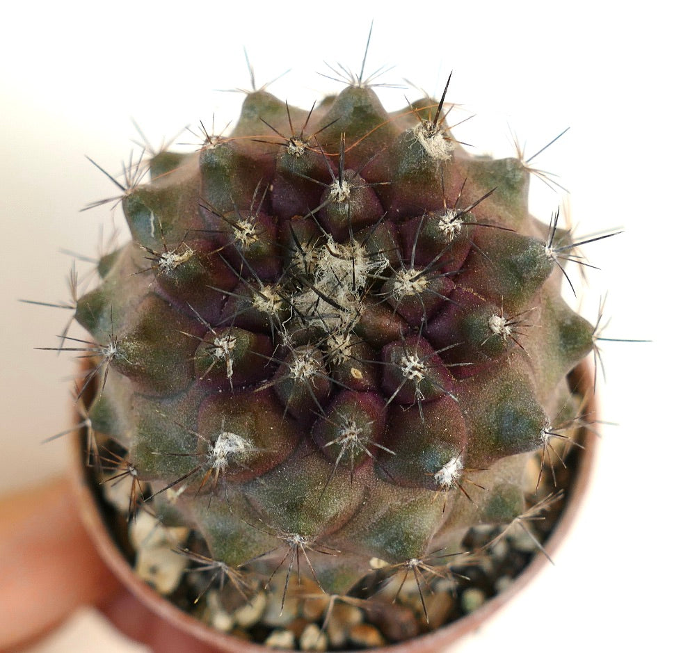 Copiapoa continua succulent cactus with dark green and purple hues and sharp spines