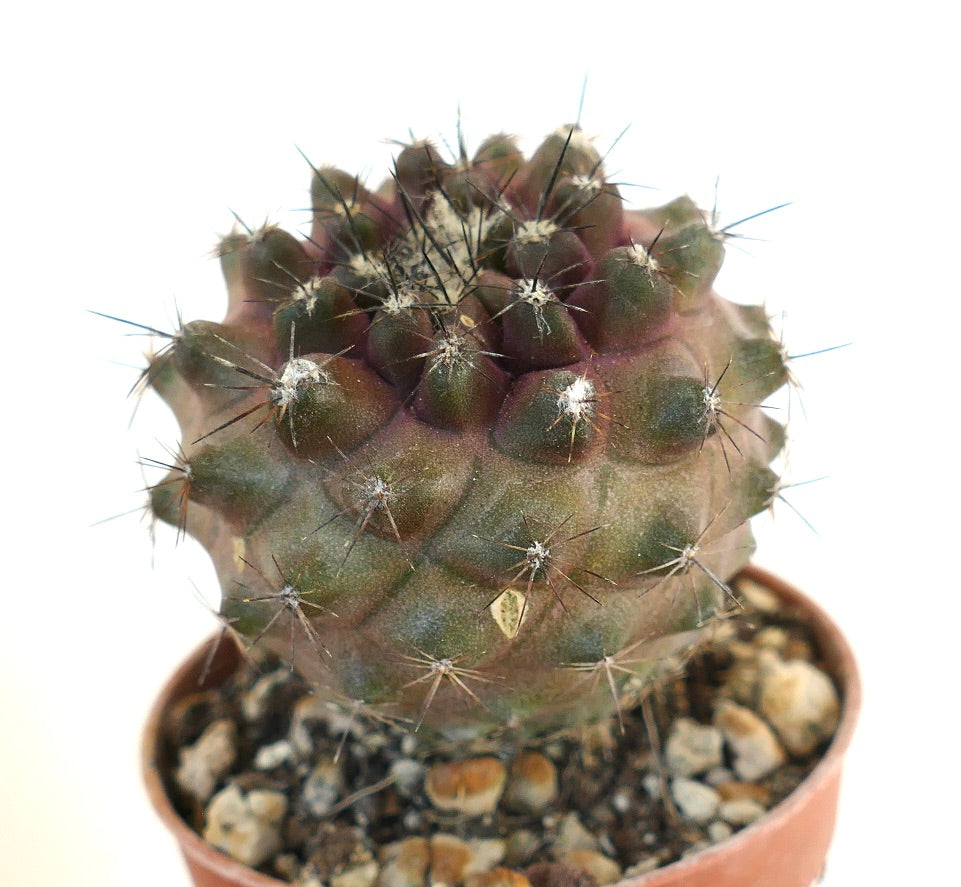 Copiapoa コピアポア　写真集　貴重本　2025 新品 Copiapoa コピアポア 写真集 貴重本 2025 新品 Copiapoa