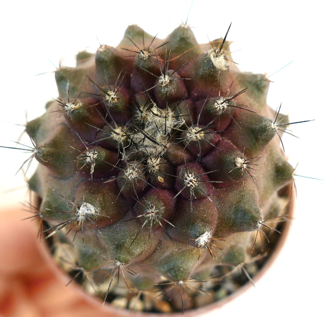 Copiapoa continua rare succulent cactus with dark green and purple hues and sharp spines